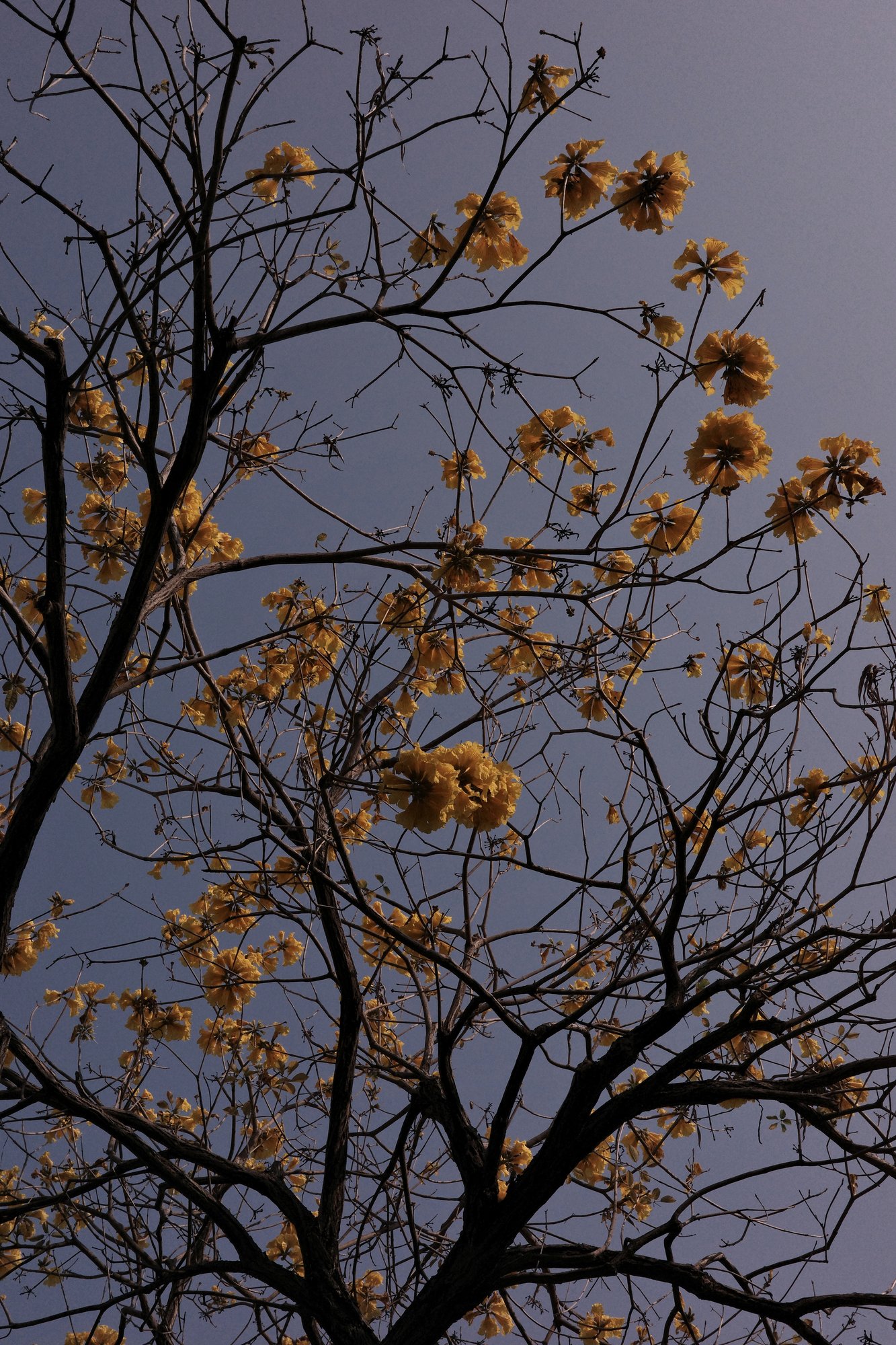 R0008727.JPG